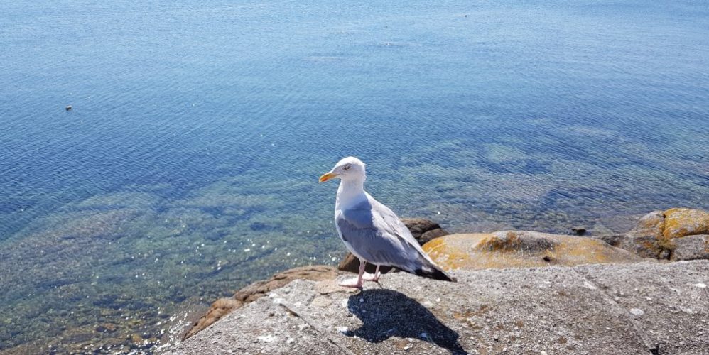 concarneau-sept-2018 (47)